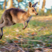 Durch das Jahr in der weltweiten Wildnis