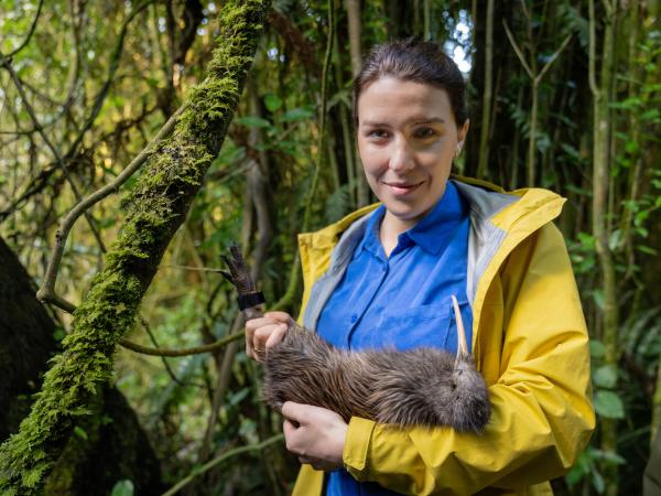 Bild 1 von 10: Ein Kiwi kann sich erst in mit etwa 1,5 kg Gewicht gegen Räuber wie Marder und Possums wehren. Das überprüfen die Forschenden in einer Auswilderungsstation regelmäßig.