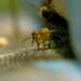 Die Bienenflüsterer