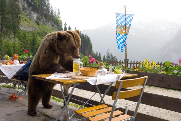 Bild 1 von 12: Tirol und Bayern sind in Aufruhr. Braunbär Bruno geht um.
