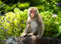 Wildes Japan - Land der tausend Inseln