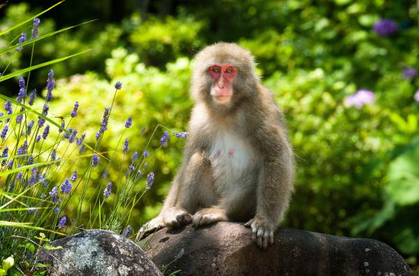 Wildes Japan - Land der tausend Inseln