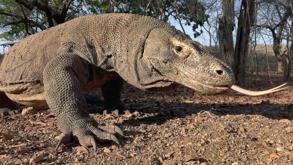 Bild 1 von 7: Der Nationalpark Komodo ist der letzte Rückzugsort der Riesenechsen, die seit etwa vier Millionen Jahren auf der Erde leben, aber erst vor 100 Jahren entdeckt wurden.