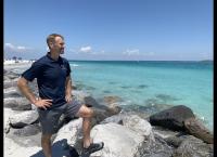 Bullenhai vs. Hammerhai