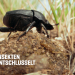 Insekten entschlüsselt