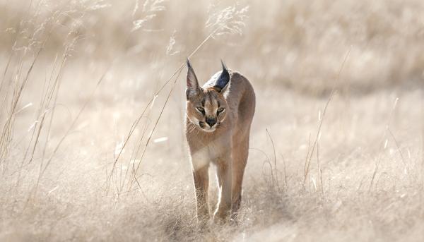 Bild 1 von 4: Ein Karakal auf der Jagd in Namibia. Mit seinen kräftigen Hinterbeinen kann er etwa 3 Meter in die Höhe springen, wenn er Vögel jagt.