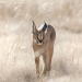 Abenteuer Wildnis