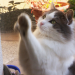 Das geheime Leben der Katzen