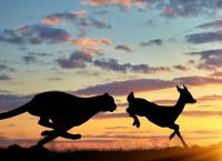 Tierische Blitzattacken