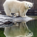 Bilder zur Sendung: Eisbär, Affe & Co