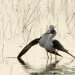 Expedition ins Schilf - Nationalpark Neusiedler See