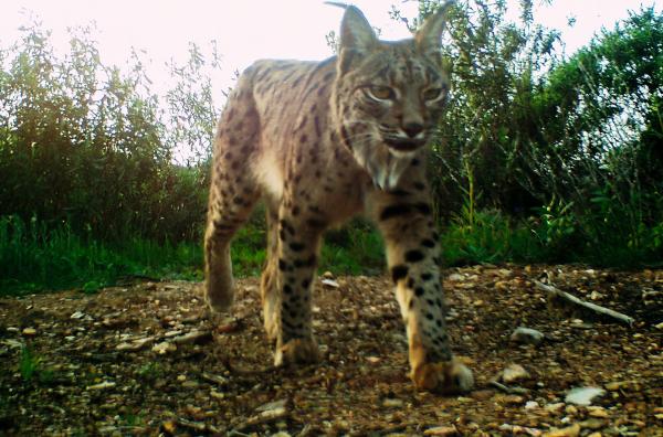 Bild 1 von 3: Erfolgreich wieder angesiedelt: ein Luchs im Vale do Guadiana