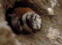 Wildes Lateinamerika