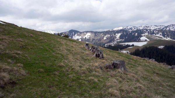Bild 1 von 3: Im Bild: An der Baumgrenze, wo die Natur steil, karg und felsig ist, wird die Forstarbeit beschwerlich und gefährlich.