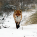 Stadt, Land, Fuchs!