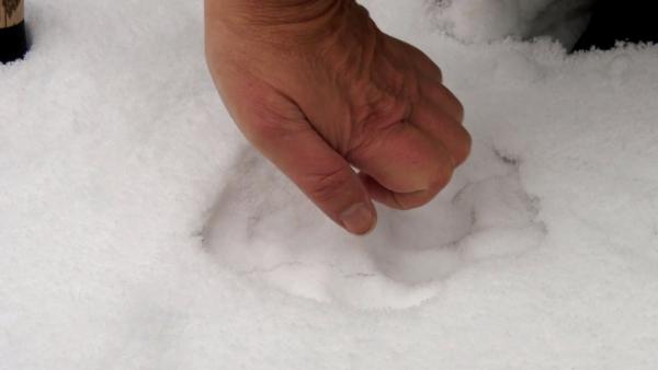 Bild 1 von 3: Im Oktober 2019 tappte ein Bär in der Nähe von Linderhof, dem berühmten bayerischen Märchen-Königsschloss in eine Fotofalle. Seither sucht Bärenexperte Klaus Endres die Umgebung des Schlosses nach Bärenspuren ab. Zum Glück verhält sich der Neue unauffällig, taucht hier mal auf einer Wildkamera auf, hinterlässt dort mal eine Spur im Schnee. So richtig gesehen hat den \