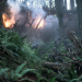 Planet der Affen: Survival