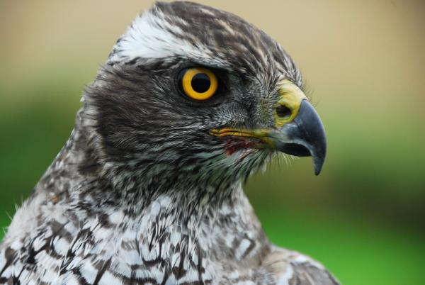 Bild 1 von 2: 