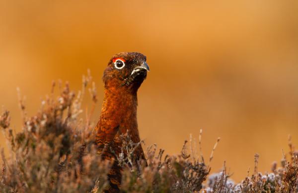 Bild 1 von 5: Für die beliebten Schottischen Moorschneehühner muss die Heidelandschaft erhalten werden.