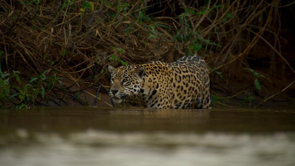 Bild 1 von 15: Ein Jaguar-Weibchen schleicht durchs Wasser.