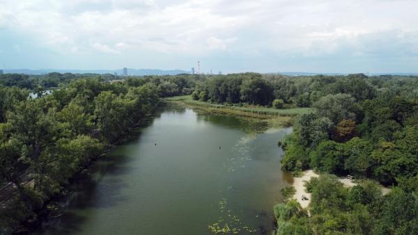 Bild 1 von 4: Drohnenbild, Donau-Au in der Lobau.