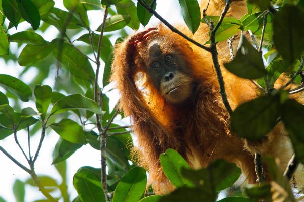 Bild 1 von 15: Der Tapanuli-Orang-Utan ist extrem selten, vermutlich leben nur noch rund 800 verbliebene Tiere in freier Natur.