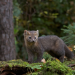 Amur - Asiens Amazonas