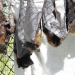 Paula und die wilden Tiere