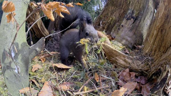Bild 1 von 9: Europäisches Eichhörnchen.