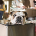 Das Hundehotel