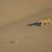 Namibia - Flüsse aus Sand
