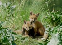 Die Rockies - Überleben in der Wildnis