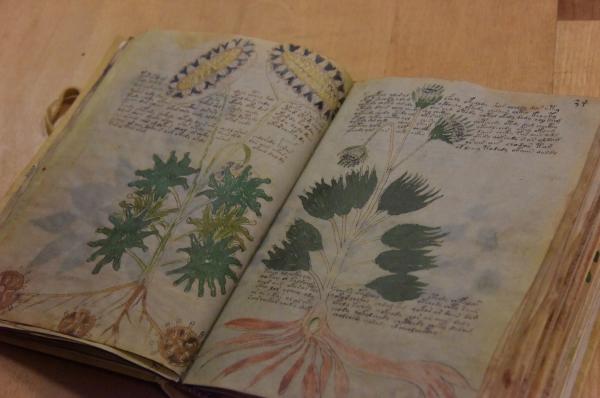 Bild 1 von 11: Das Manuskript zeugt von umfassendem biologischem Wissen der mittelalterlichen Autoren. Oder des Autors. Oder war es eine Autorin?