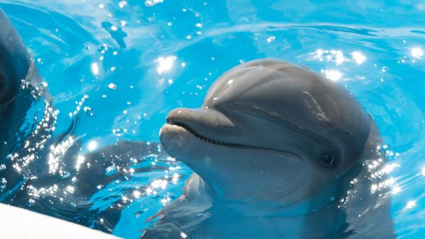Bild 1 von 2: Die Geschwister Holly und Kevin schmieden gemeinsam mit der Tierpflegerin Sidney einen Plan, um die Machenschaften eines skrupellosen Geschäftsmannes zu stoppen, der ein paradiesisches Naturidyll zerstören will.