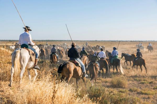 Bild 1 von 4: Den alljährlichen Auszug der Marismeño-Pferde aus dem Parque Nacional de Doñana begleiten rund 200 Männer und nur wenige Frauen.