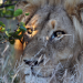Die Magie des Leoparden - Ökotourismus in Südafrikas Wildreservaten