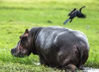 Okawango - Fluss der Träume
