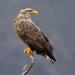 Seeadler - Der Vogel Phönix