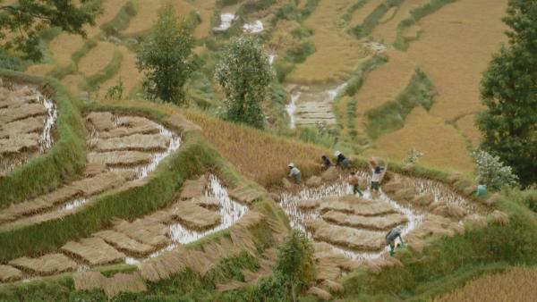 Bild 1 von 5: Schon vor rund 7.000 Jahren bauen Menschen in China Reis an. Und noch heute ist das Land der größte Reisproduzent der Welt.