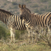 Am Kap der wilden Tiere