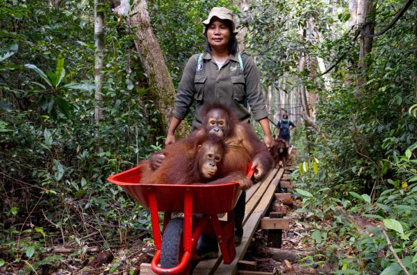 Bild 1 von 4: Mit circa fünf Jahren wechseln die Orang-Utan-Waisen vom Kindergarten in die Schule. Dort übernachten sie in Freigehegen und verbringen den Tag mit Betreuerinnen im umliegenden Wald.