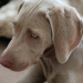 Hundebabys - Chaos auf vier Pfoten