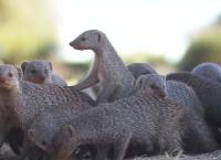 Das Waisenhaus für wilde Tiere