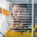 Der Hamster