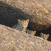 Der Fels der Leoparden