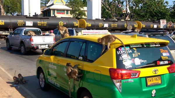 Bild 1 von 4: Stadt der Affen: In der Tempelstadt Lopburi bevölkern wilde Affenbanden die Straßen.