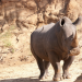Tödliches Afrika - Killer der Savanne