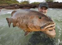 Giganten unter Wasser - Riesenfischen auf der Spur