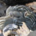 Wildschweine - Das Comeback