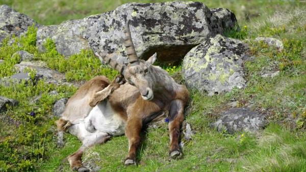 Bild 1 von 26: Im Bild: Steinbock.